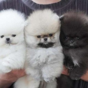 Spitz Pomerania toy
