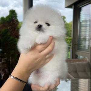 Pomerania cuccioli di alta genealogia