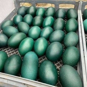 Vendiamo uova di struzzo, emù, tacchino, pavone e piume di struzzo.
