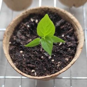 Piantine peperoncino Chupetinho Red
