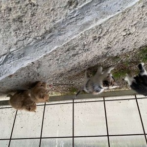 Regalasi gattini