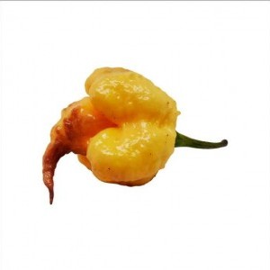 Piantina peperoncino Carolina Reaper Peach