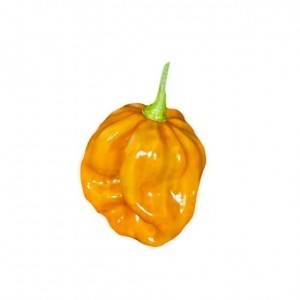 Piantina peperoncino Habanero Mustard