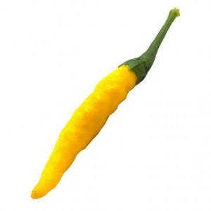 Piantina peperoncino Cedrino