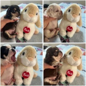 CHIHUAHUA PEDIGREE ENCI