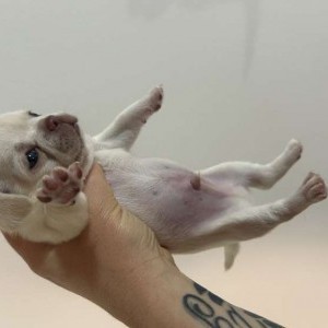 Chihuahua toy
