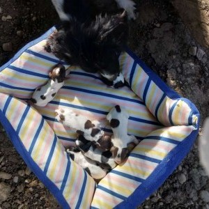 Vendita cuccioli