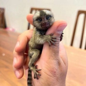 SCIMMIE MARMOSET IN VENDITA