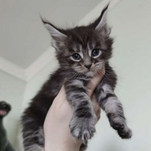 Maine Coon blue silver tabby con pedigree