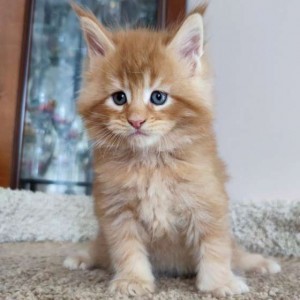 Cucciolo Maine Coon pedigree Red Tabby Blotched