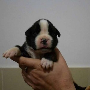 MERAVIGLIOSI CUCCIOLI DI BOXER