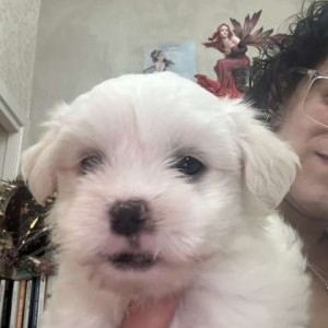 maltese/pechinese