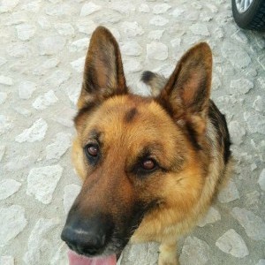 Smarrito un cane di razza