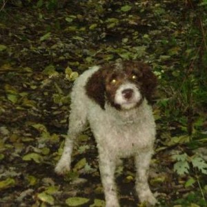 CUCCIOLONE DI LAGOTTO MASCHIO