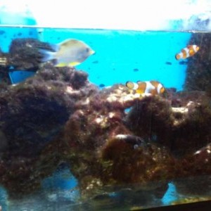 VENDO ACQUARIO MARINO TROPICALE COMPLETO DI ACCESSORI,PESCI,INVERTEBRATI,SALE E AMBIENTE.
