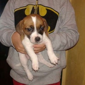 jack russell