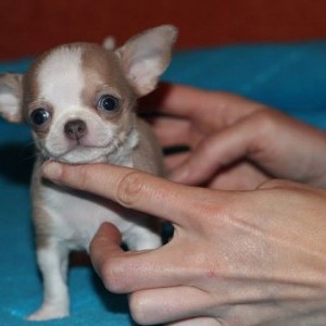 Cuccioli chihuahua stupefacenti disponibili