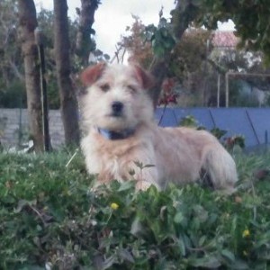 regalasi cucciolotto Terrier Nortfolk