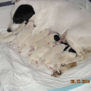 cuccioli fox terrier pelo liscio