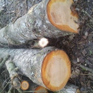 Tronchi noce e ciliegio