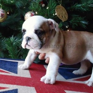 Bulldog Inglese in affido gratuito
