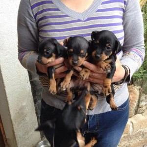 vendesi cuccioli pinscher