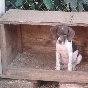 cucciola di pointer