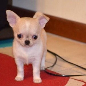 BELLISSIMI CUCCIOLI DI CHIHUAHUA