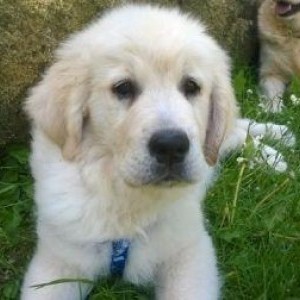 golden retriever cuccioli con pedigree