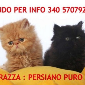 cuccioli di persiano