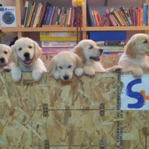 Golden Retriever
