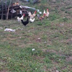 galline nane