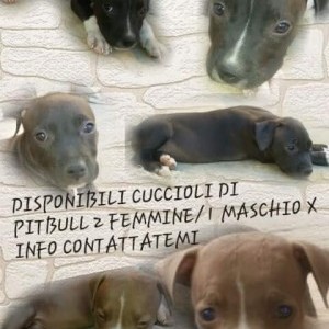 Cuccioli di pitbull ukc