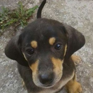 Regalasi cuccioli cane