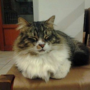 Gatto scomparso!!!