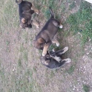 cuccioli incrocio cane lupo/pastore tedesco con alaskan malamute