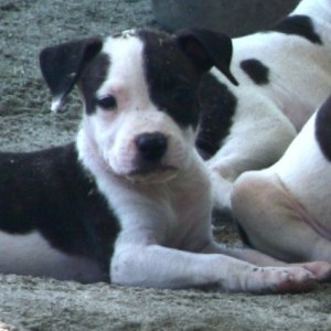 CUCCIOLI DI AMERICAN STAFFORDSHIRE TERRIER