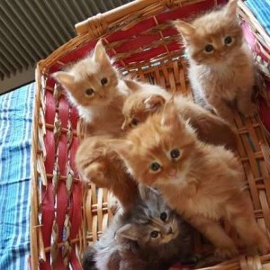 gattini cuccioli maine coon taglia gigante possibile pedigree