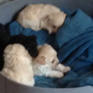 cani cuccioli barboncini puri possibile pedigree