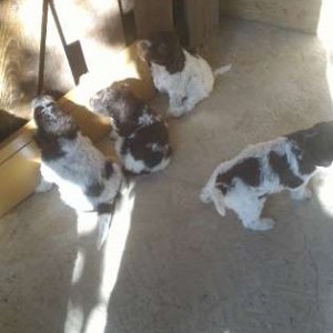 cuccioli di Lagotto Romagnolo