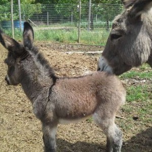 asinello amiatino cucciolo 4 mesi
