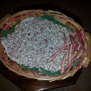 vendita fagioli biologici