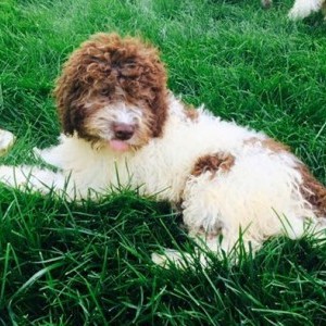 Lagotto Romagnolo