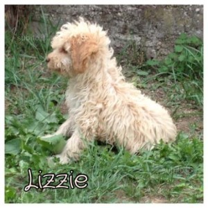 lagotto cuccioli da tartufo