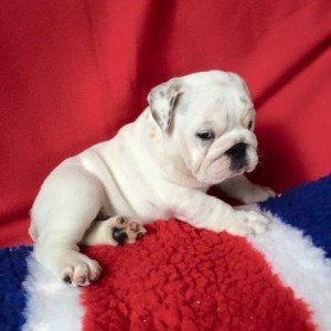 Cuccioli bulldog inglese