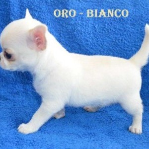 Cuccioli chihuahua miny