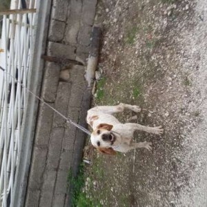 cane da tartufo bracco pointer femmina