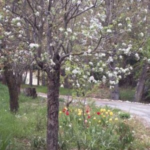 Camera con due letti in villa con parco a Coppito.