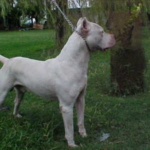 Dogo Argentino cuccioli alta genealogia