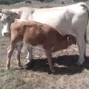 mucche vitelli manze